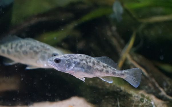 东南大西洋渔场_东南洋水厂_东南大西洋渔场在哪