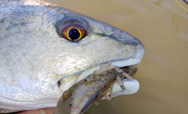 东南洋水厂_东南大西洋渔场在哪_东南大西洋渔场