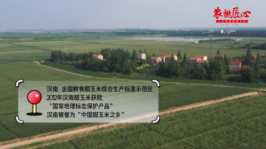 鲜食玉米节_鲜食玉米产品介绍_鲜食玉米栽培与加工技术