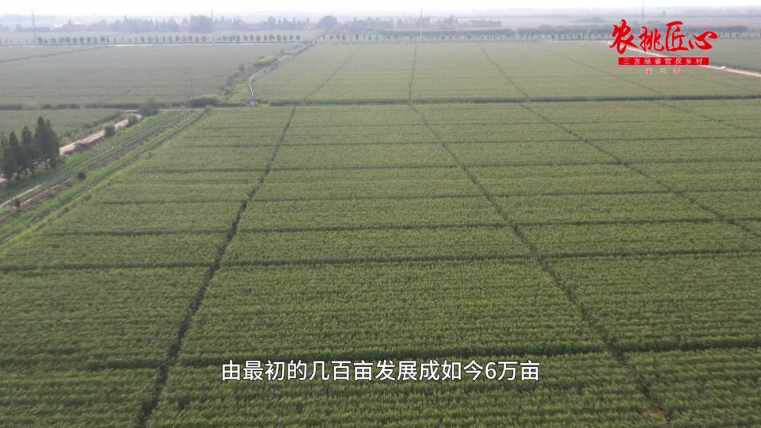 鲜食玉米节_鲜食玉米栽培与加工技术_鲜食玉米产品介绍