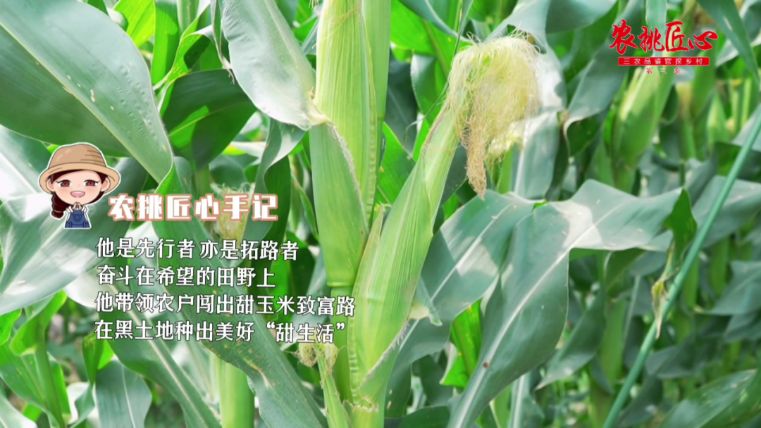 鲜食玉米节_鲜食玉米栽培与加工技术_鲜食玉米产品介绍