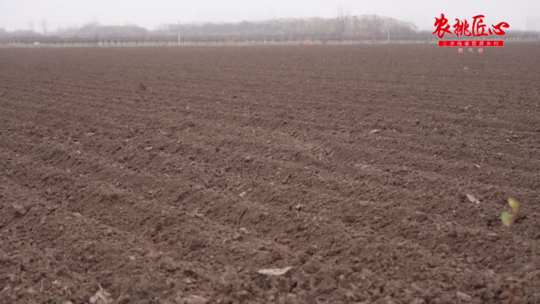 鲜食玉米栽培与加工技术_鲜食玉米节_鲜食玉米产品介绍