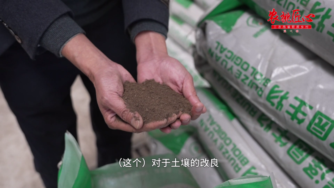 鲜食玉米栽培与加工技术_鲜食玉米产品介绍_鲜食玉米节