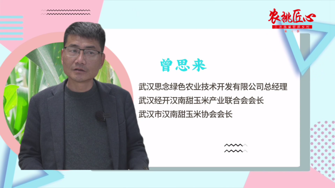 鲜食玉米节_鲜食玉米栽培与加工技术_鲜食玉米产品介绍