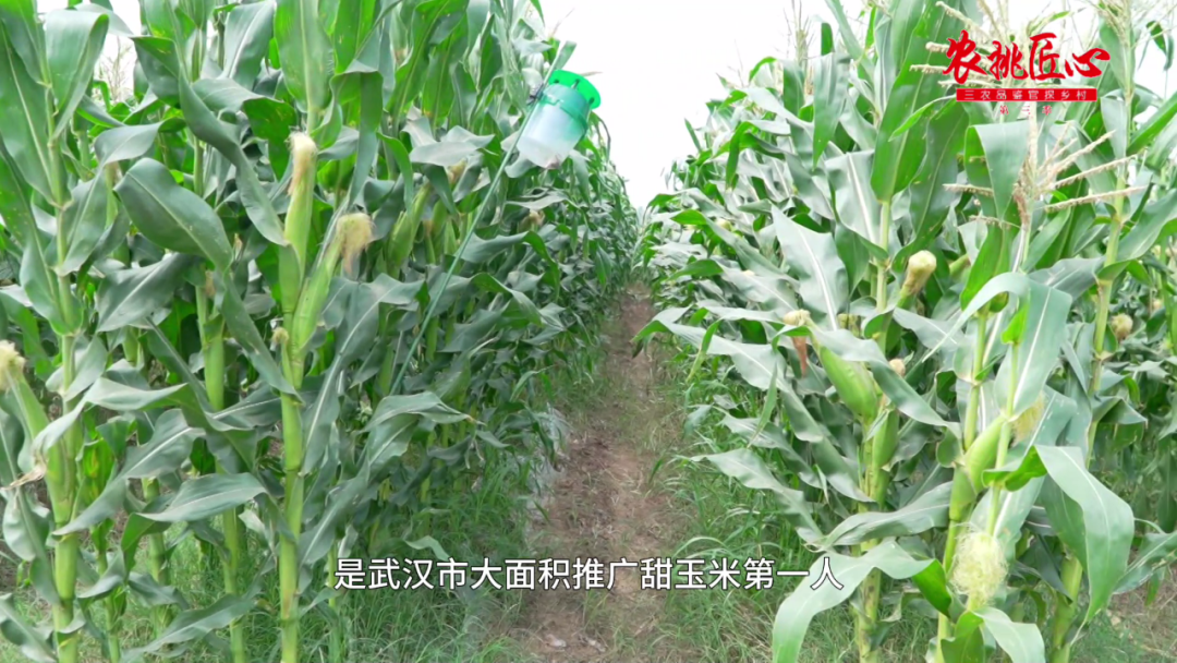 鲜食玉米栽培与加工技术_鲜食玉米节_鲜食玉米产品介绍