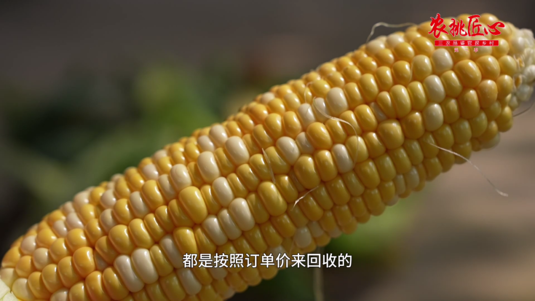 鲜食玉米产品介绍_鲜食玉米栽培与加工技术_鲜食玉米节