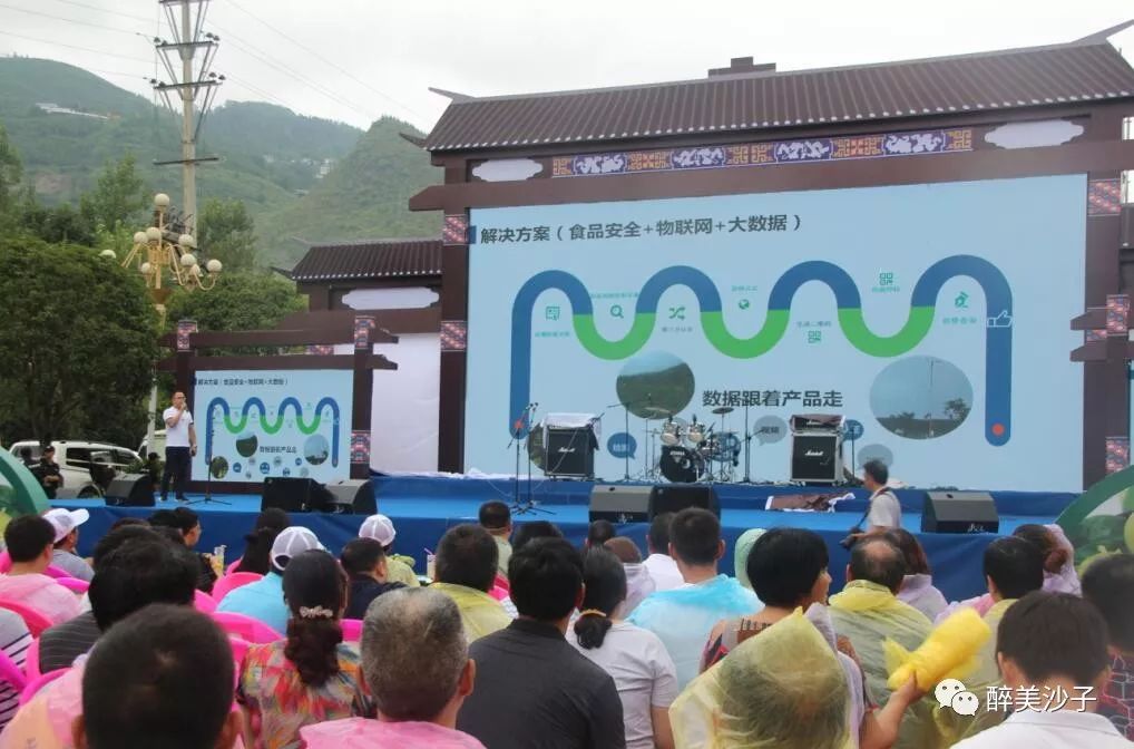 沙子空心李多少钱一斤_沙子空心李预售_沙子空心李广告语