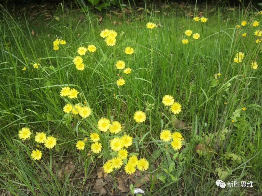 桥的引桥是什么_桥引是什么意思_引桥是桥的哪里