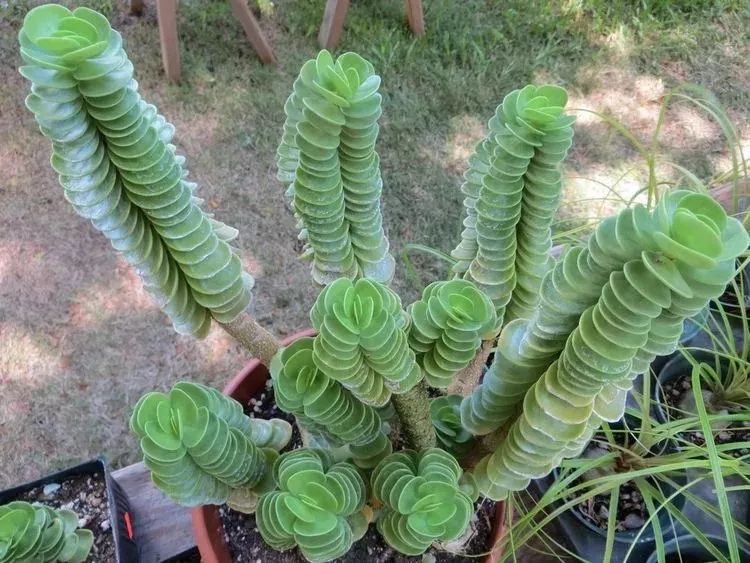 马齿苋科植物的主要特征_马齿苋科属种_马齿苋科植物有哪些