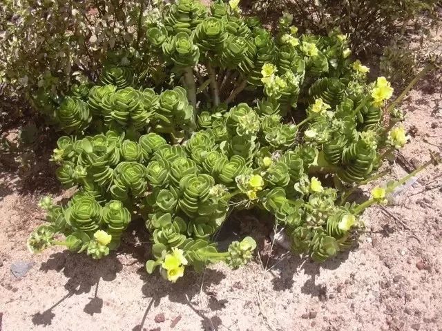 马齿苋科植物有哪些_马齿苋科属种_马齿苋科植物的主要特征