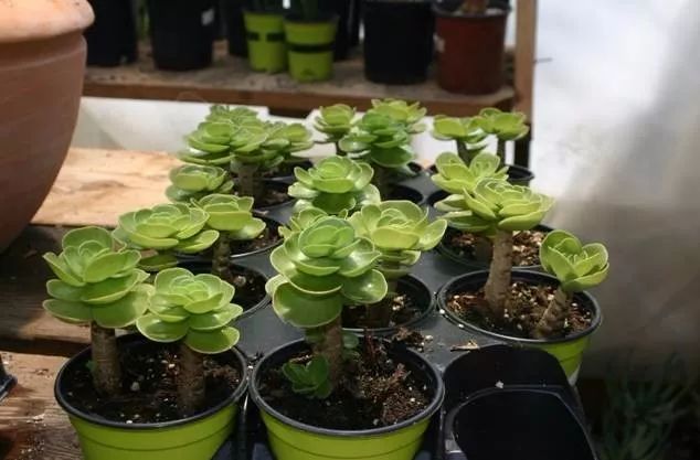 马齿苋科植物的主要特征_马齿苋科植物有哪些_马齿苋科属种