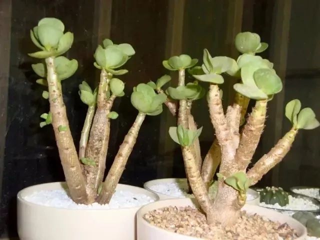 马齿苋科植物的主要特征_马齿苋科属种_马齿苋科植物有哪些