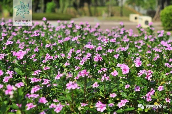 马齿苋同科目的植物_马齿苋科植物的主要特征_马齿苋科植物有哪些