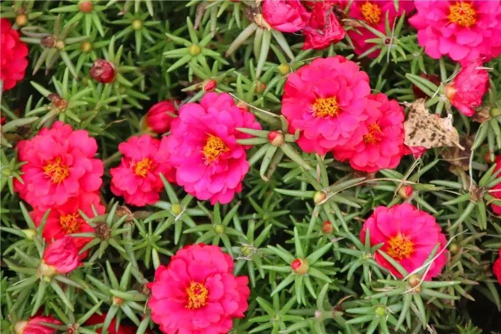 科植物有马齿苋吗图片_马齿苋科植物的主要特征_马齿苋科植物有哪些