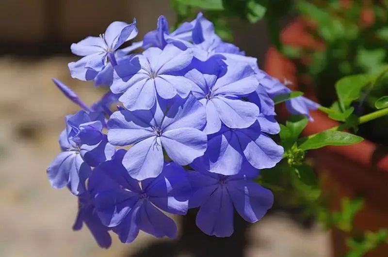 马齿苋科植物有哪些_科植物有马齿苋吗图片_马齿苋科植物的主要特征