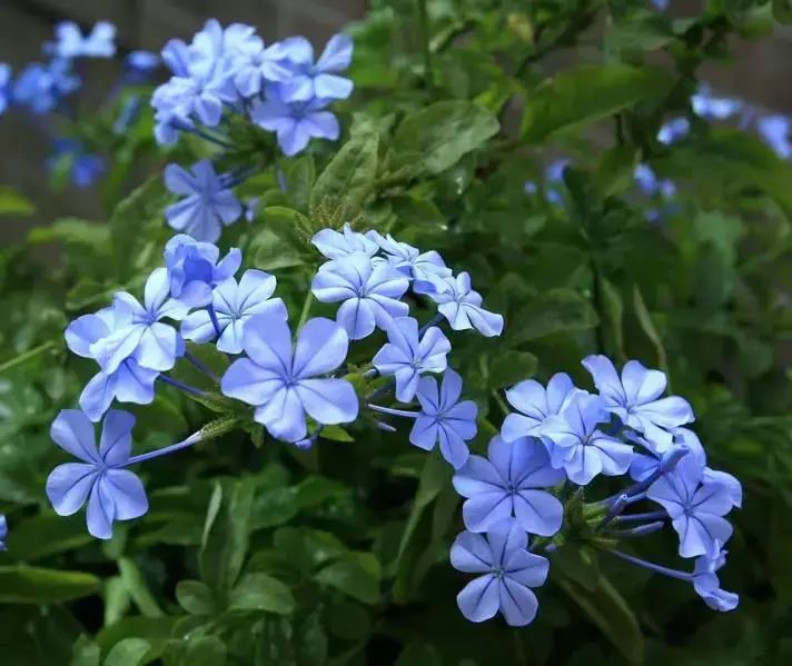科植物有马齿苋吗图片_马齿苋科植物的主要特征_马齿苋科植物有哪些