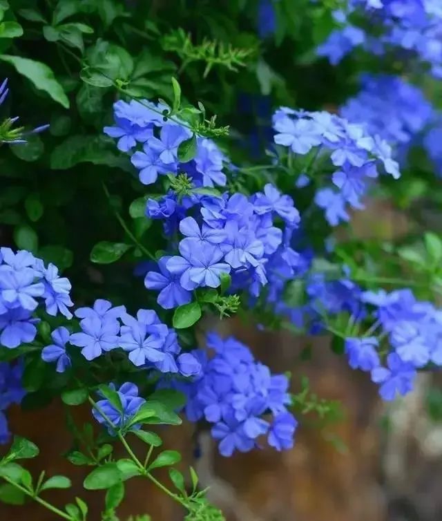 科植物有马齿苋吗图片_马齿苋科植物有哪些_马齿苋科植物的主要特征