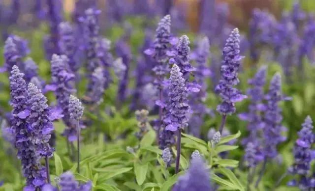 科植物有马齿苋吗图片_马齿苋科植物有哪些_马齿苋科植物的主要特征