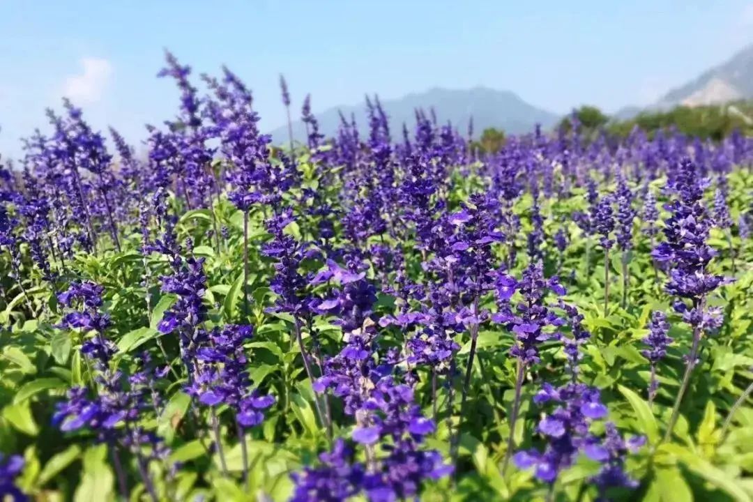 马齿苋科植物有哪些_科植物有马齿苋吗图片_马齿苋科植物的主要特征