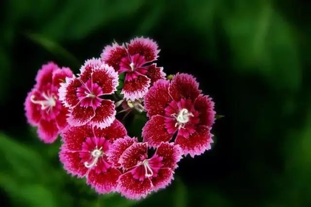 马齿苋科植物的主要特征_科植物有马齿苋吗图片_马齿苋科植物有哪些