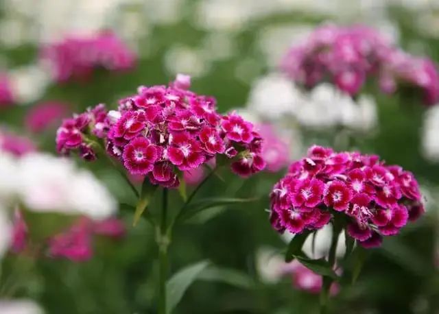 马齿苋科植物有哪些_马齿苋科植物的主要特征_科植物有马齿苋吗图片