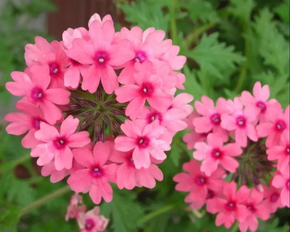 马齿苋科植物的主要特征_科植物有马齿苋吗图片_马齿苋科植物有哪些