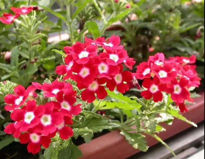 马齿苋科植物的主要特征_马齿苋科植物有哪些_科植物有马齿苋吗图片