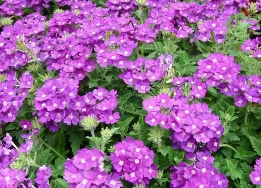 马齿苋科植物有哪些_科植物有马齿苋吗图片_马齿苋科植物的主要特征