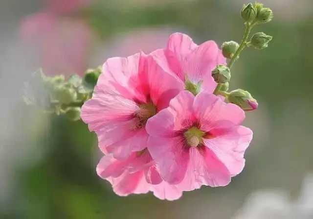 科植物有马齿苋吗图片_马齿苋科植物的主要特征_马齿苋科植物有哪些