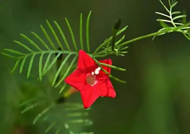 科植物有马齿苋吗图片_马齿苋科植物的主要特征_马齿苋科植物有哪些