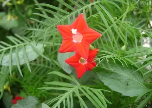 科植物有马齿苋吗图片_马齿苋科植物有哪些_马齿苋科植物的主要特征