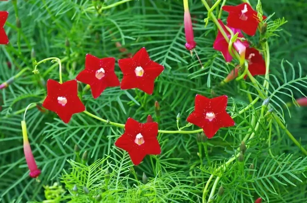 马齿苋科植物的主要特征_马齿苋科植物有哪些_科植物有马齿苋吗图片