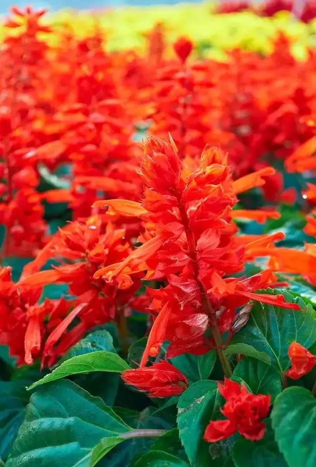 马齿苋科植物有哪些_科植物有马齿苋吗图片_马齿苋科植物的主要特征