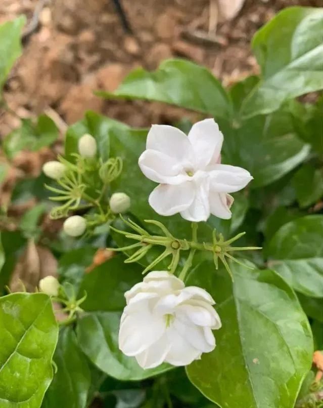 马齿苋科植物的主要特征_马齿苋科植物有哪些_科植物有马齿苋吗图片