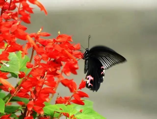 马齿苋科植物的主要特征_马齿苋科植物有哪些_科植物有马齿苋吗图片