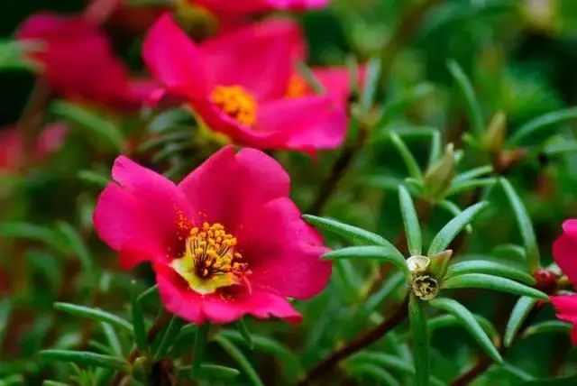 马齿苋科植物的主要特征_马齿苋科植物有哪些_科植物有马齿苋吗图片