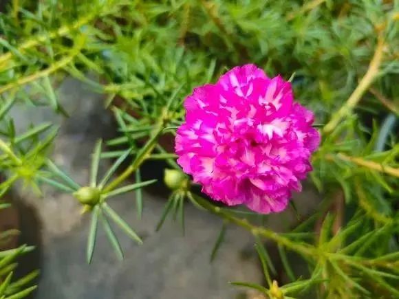 马齿苋科植物的主要特征_马齿苋科植物有哪些_科植物有马齿苋吗图片