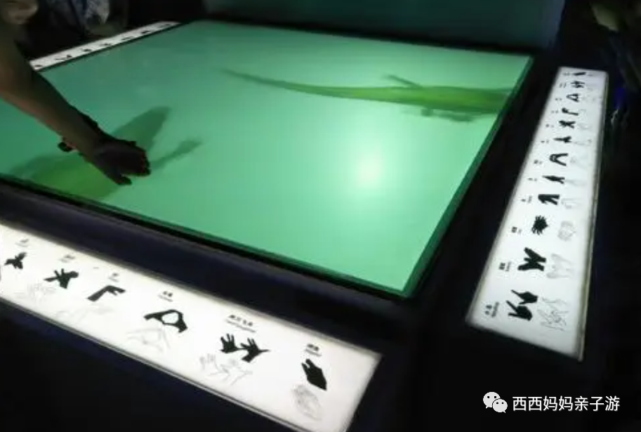 朝阳公园丛林探险_朝阳公园索尼探梦介绍_朝阳主题公园