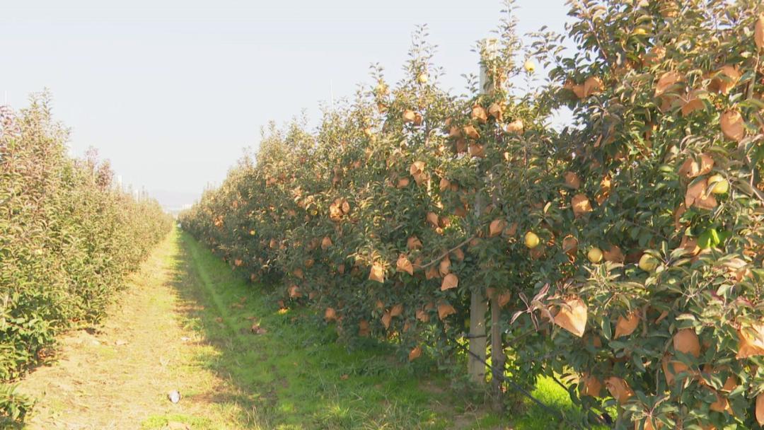 新闻发布会的优势_新闻优势发布会发言稿_新闻发布会缺点