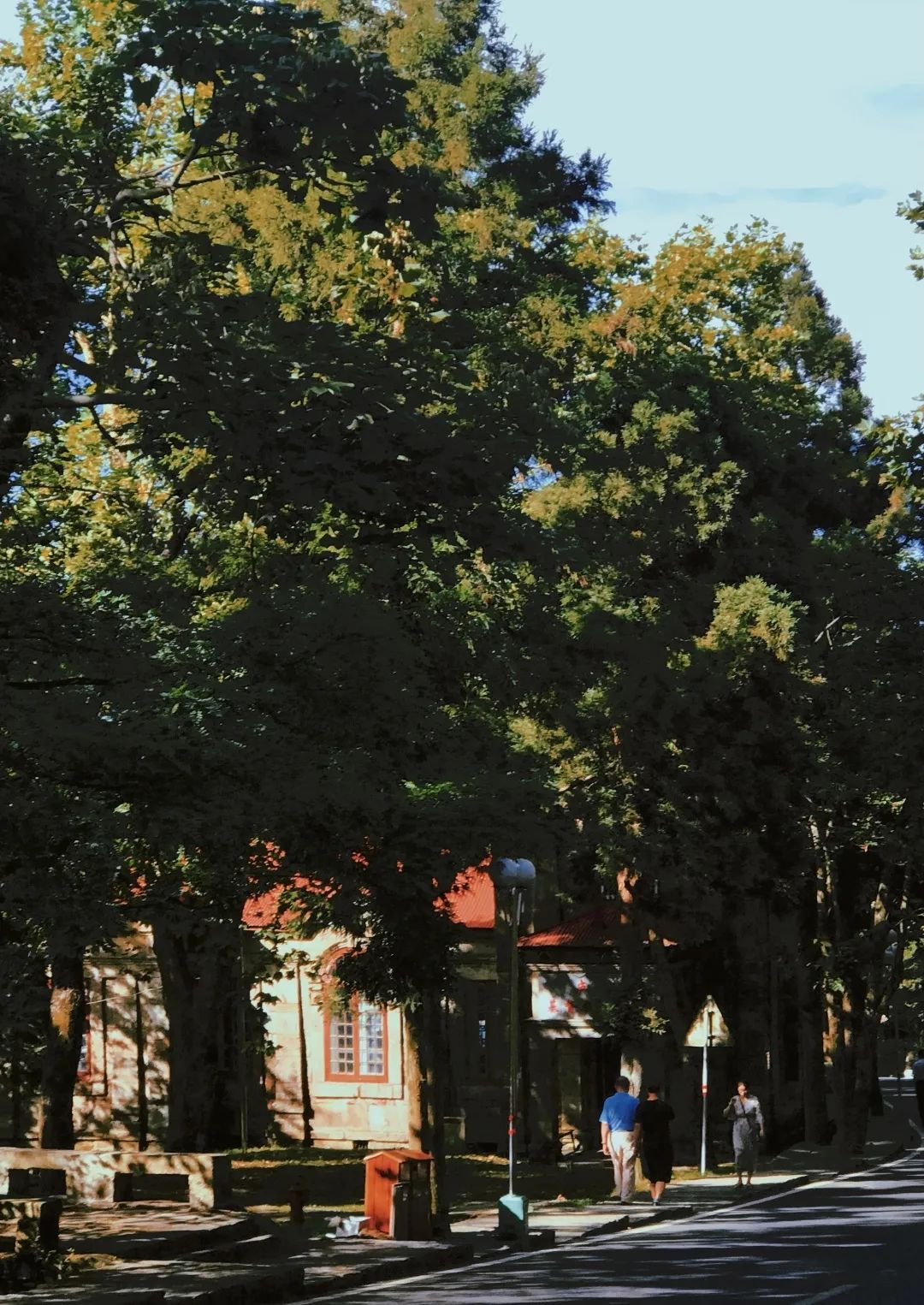 山茱萸_一座山_海搬山和山搬山