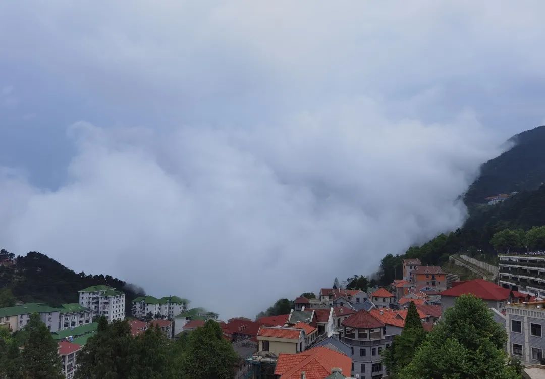 山茱萸_海搬山和山搬山_一座山