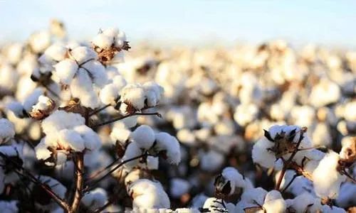 氨纶原料长什么样_氨纶主要原料_氨纶是什么原料