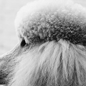 劳动法在线咨询_劳动法线上咨询_劳动法咨询免费热线