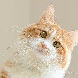 劳动法线上咨询_劳动法咨询免费热线_劳动法在线咨询