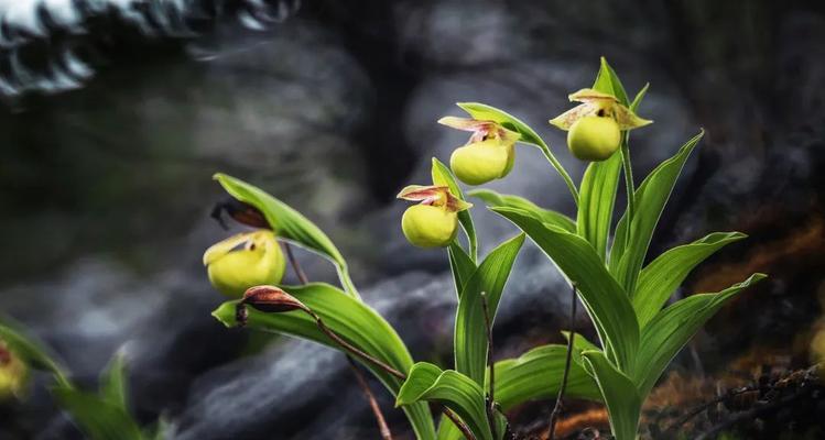 哪些植物象征绿色环保?如何选择环保植物?