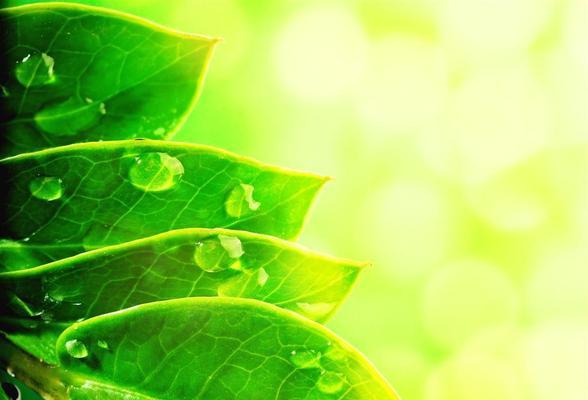 哪些植物象征绿色环保?如何选择环保植物?