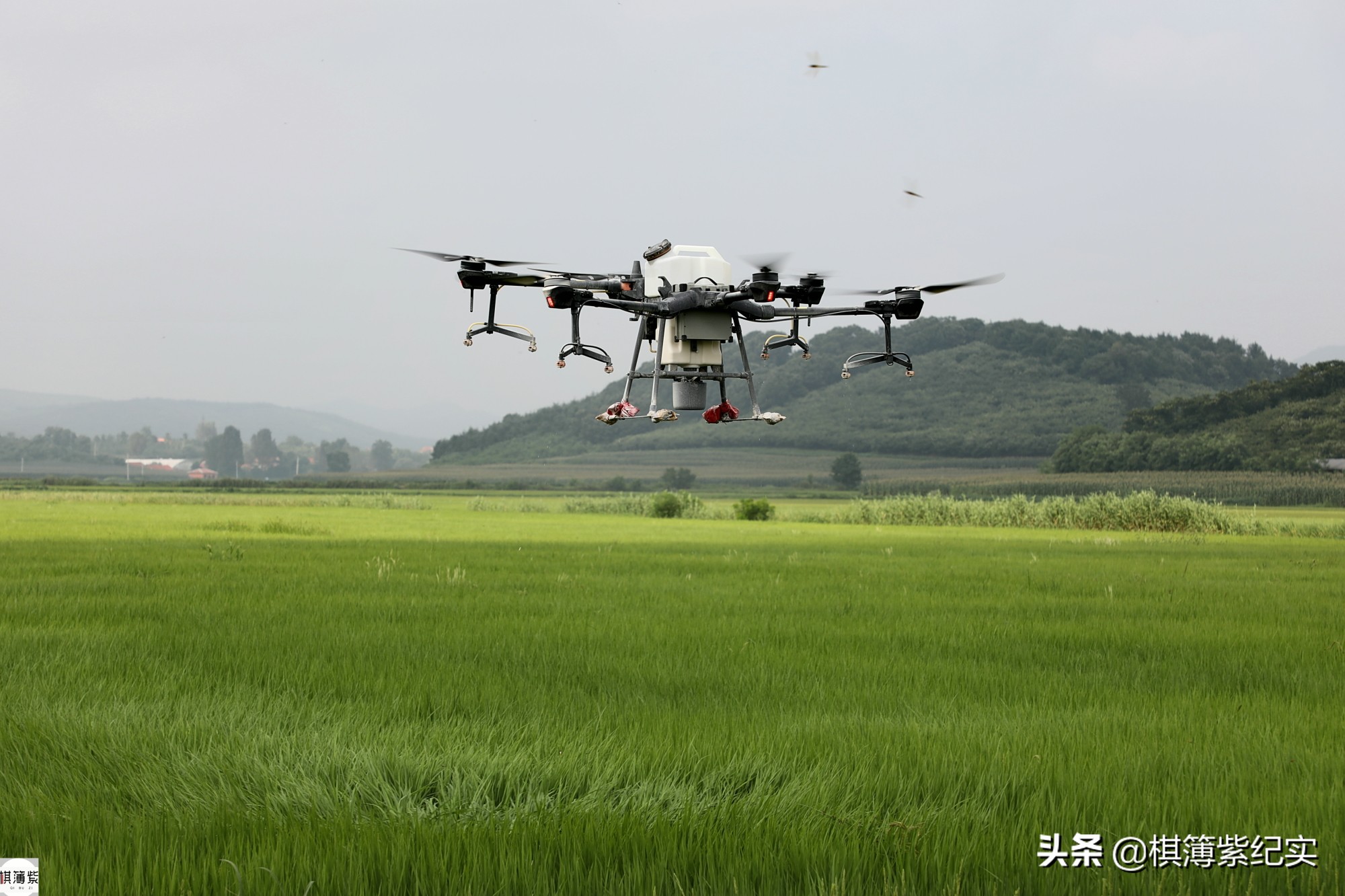 无人机打药多少钱一台_无人机打药辽宁丹东_无人机打药农民操作