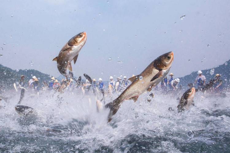 舟山渔场复兴历程_舟山渔场无鱼可捞原因_中国四大渔场排名