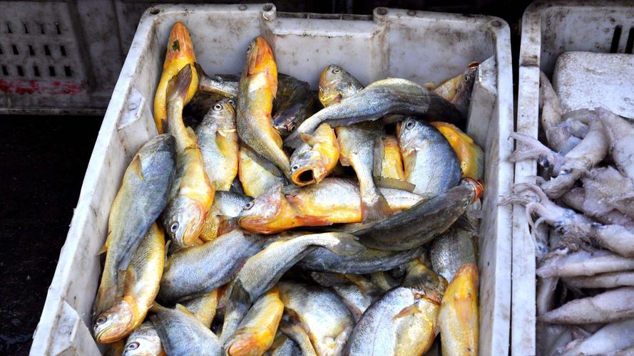 舟山渔场复兴历程_舟山渔场无鱼可捞原因_中国四大渔场排名