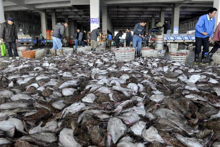 中国四大渔场排名_舟山渔场无鱼可捞原因_舟山渔场复兴历程